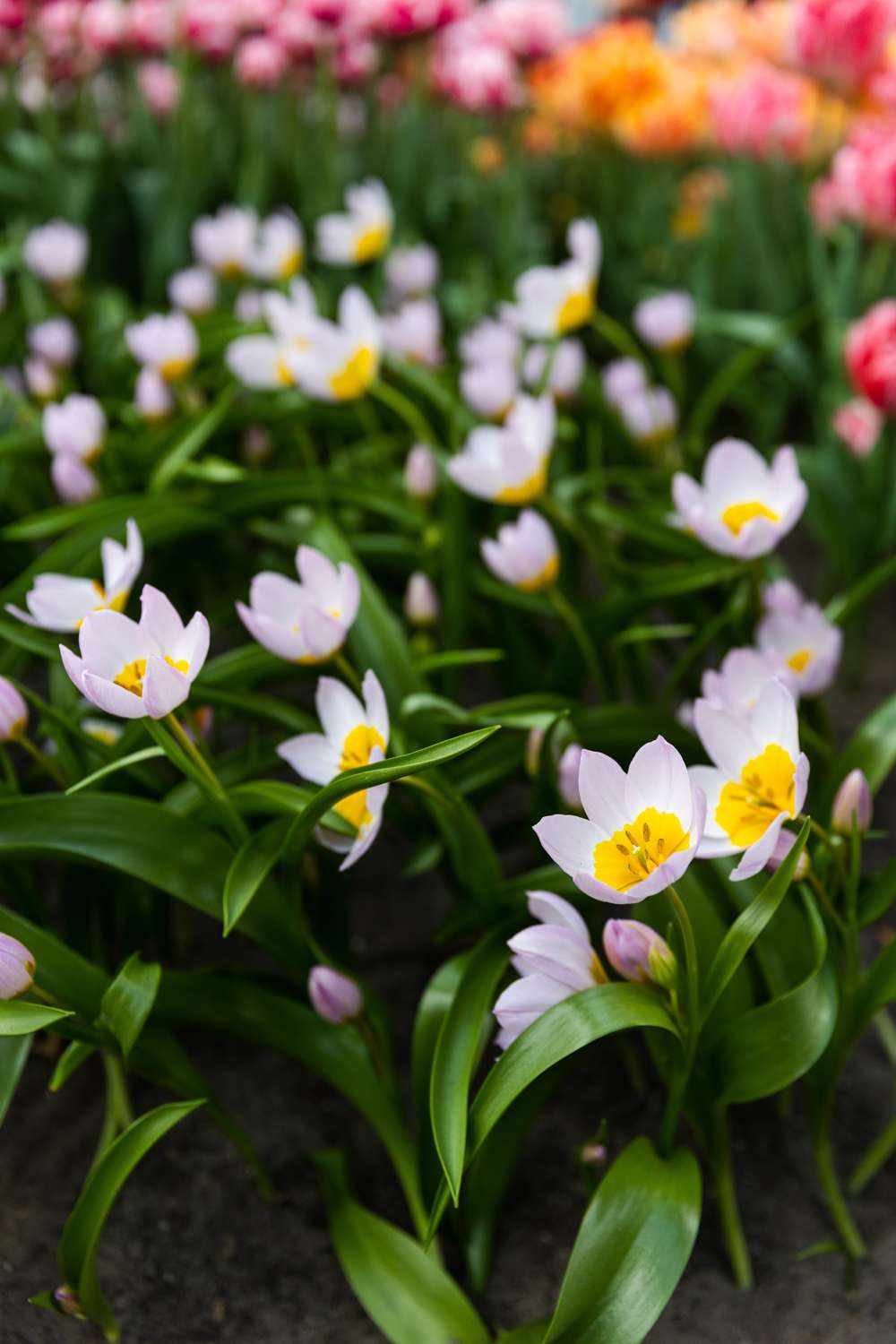 Botanisk Tulipan 'Saxatilis' / 'Lilac Wonder'